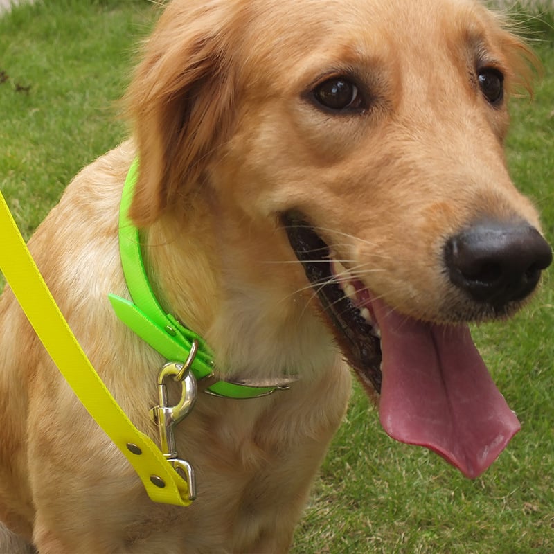 Waterproof Dog Collar for Outdoor Use adjustable secure fit